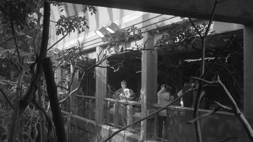 Patrick Goddard Animal Antics 2021 film still 47 300